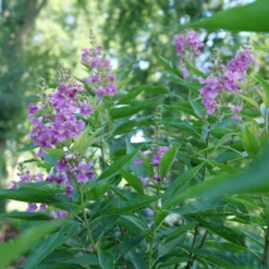 El Niño™ Chitalpa 6 El Niño™ Chitalpa -AURA Flower Shop ChitalpaElNinoP1207523 1080x1080 9bbd7b3