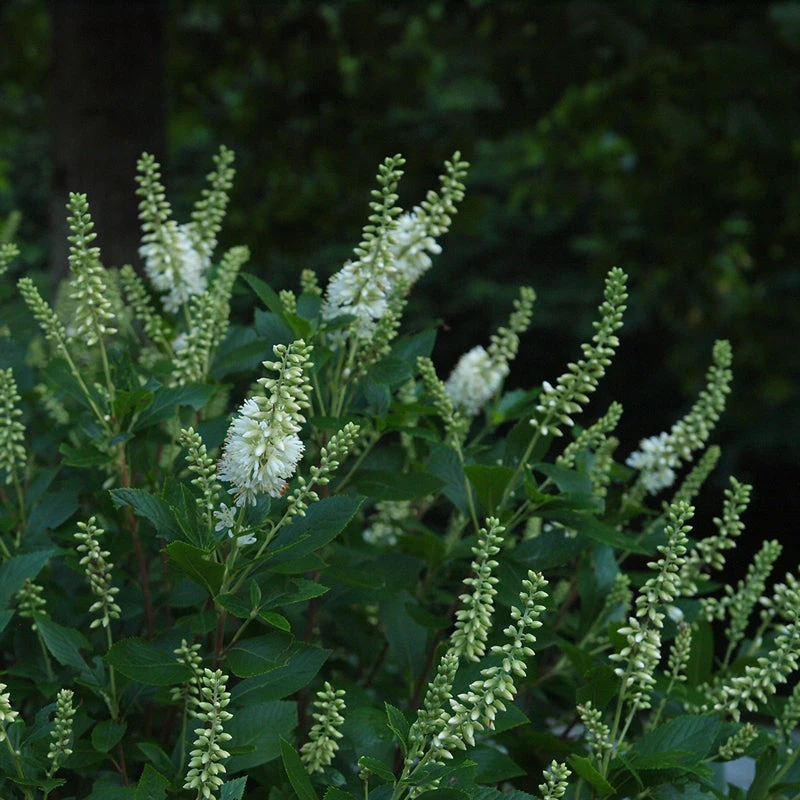 Sugartina® 'Crystalina' Summersweet 4 Sugartina® 'Crystalina' Summersweet - Image 4