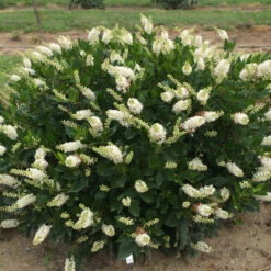 Sugartina® 'Crystalina' Summersweet 10 Sugartina® 'Crystalina' Summersweet -AURA Flower Shop Clethra Sugartina Crystalina 5 P