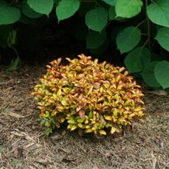 Waxwing™ Orange Mirror Bush 8 Waxwing™ Orange Mirror Bush -AURA Flower Shop Coprosma Waxwing Orange 4