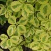 Golden Shadows® Pagoda Dogwood