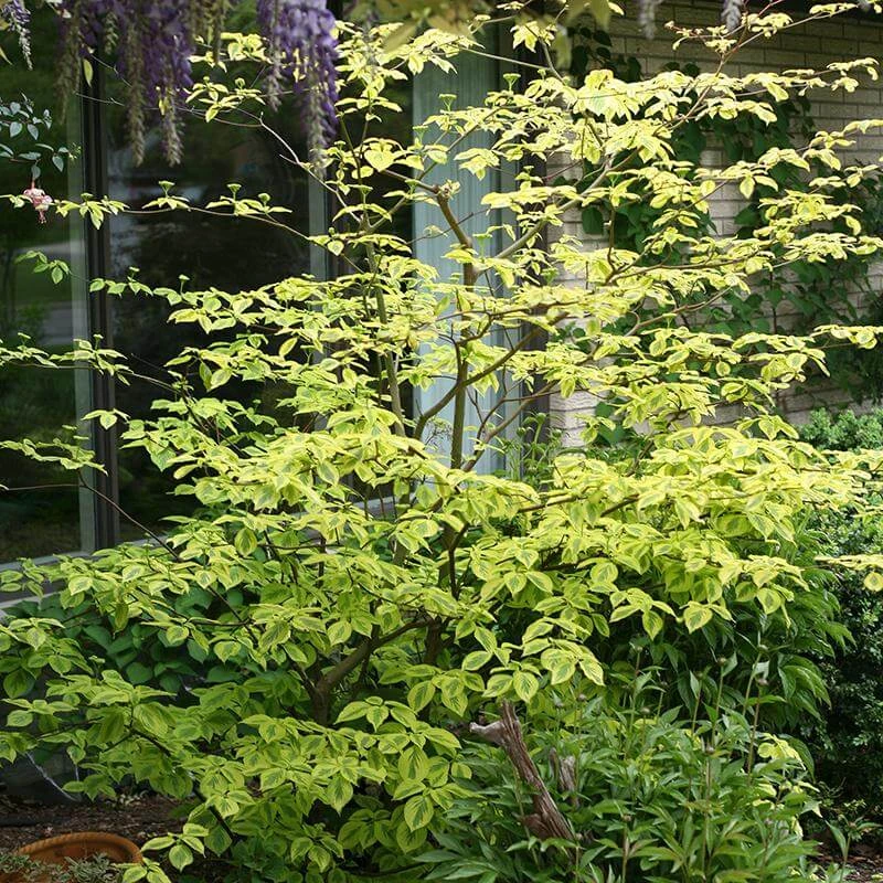 Golden Shadows® Pagoda Dogwood 2 Golden Shadows® Pagoda Dogwood - Image 2