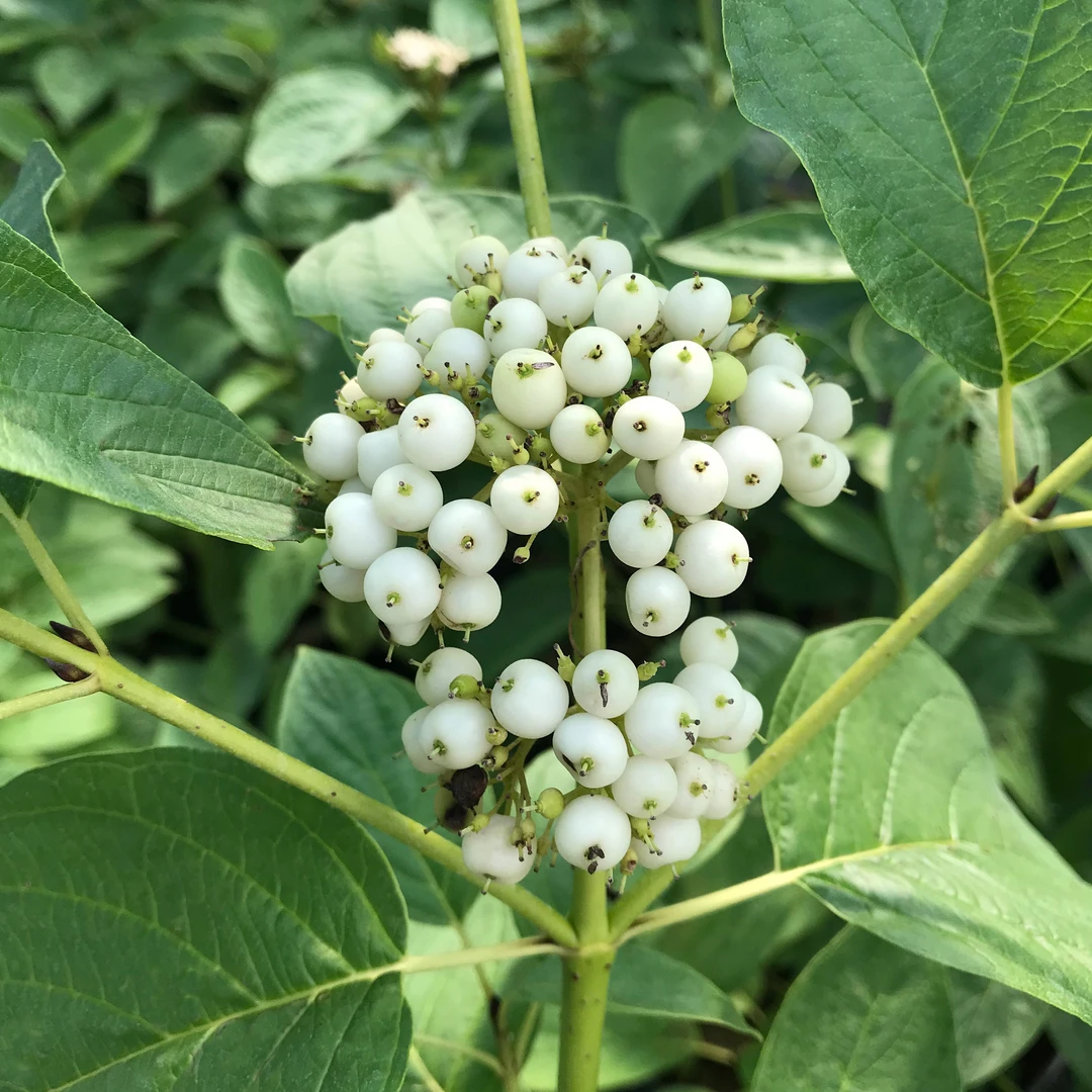 Arctic Fire® Yellow Red-Twig Dogwood 5 Arctic Fire® Yellow Red-Twig Dogwood - Image 5