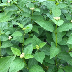 Arctic Fire® Yellow Red-Twig Dogwood 8 Arctic Fire® Yellow Red-Twig Dogwood -AURA Flower Shop CornusArcticFireYellowIMG 1449 1 1080x1080 a0e0f4e