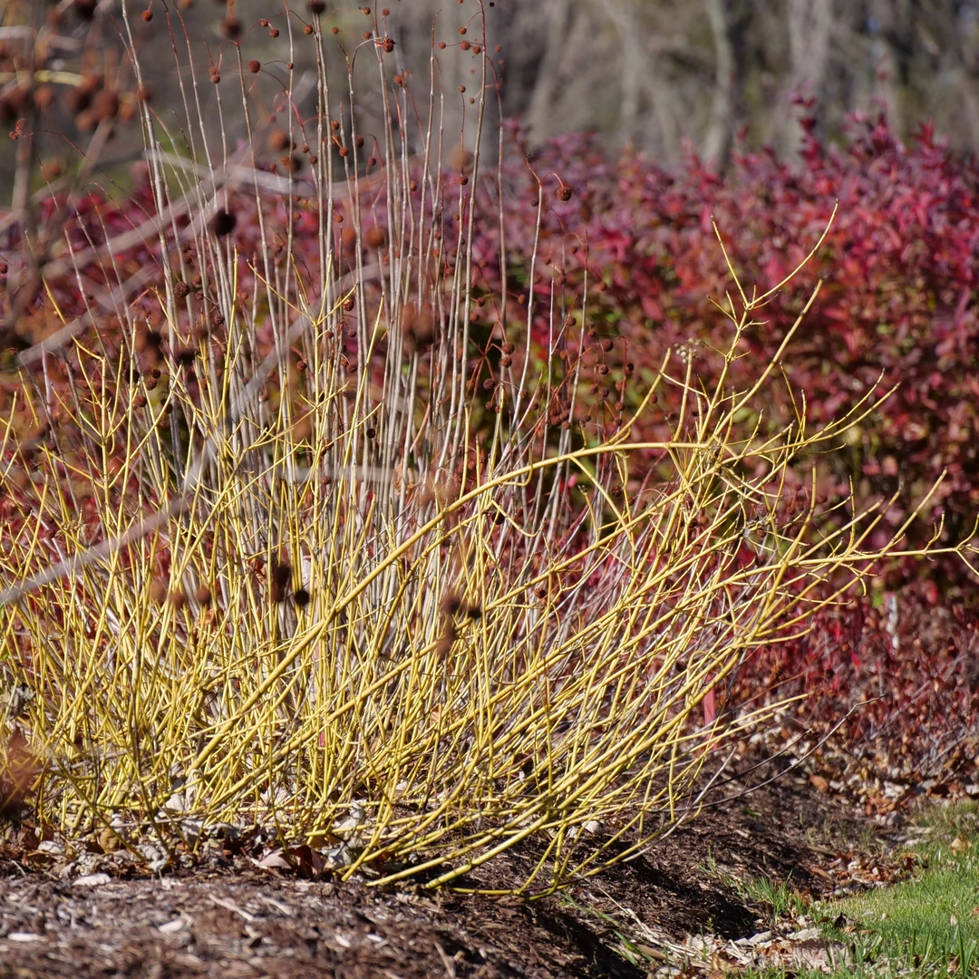 Arctic Fire® Yellow Red-Twig Dogwood 1 Arctic Fire® Yellow Red-Twig Dogwood