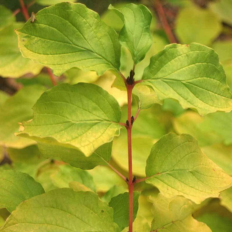 Arctic Sun® Dogwood 2 Arctic Sun® Dogwood - Image 2