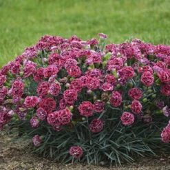 Fruit Punch® 'Cherry Vanilla' Dianthus 9 Fruit Punch® 'Cherry Vanilla' Dianthus -AURA Flower Shop Dianthus Cherry Vanilla 2 P sw