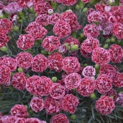 Fruit Punch® 'Cherry Vanilla' Dianthus 8 Fruit Punch® 'Cherry Vanilla' Dianthus -AURA Flower Shop Dianthus Cherry Vanilla 3 P sw