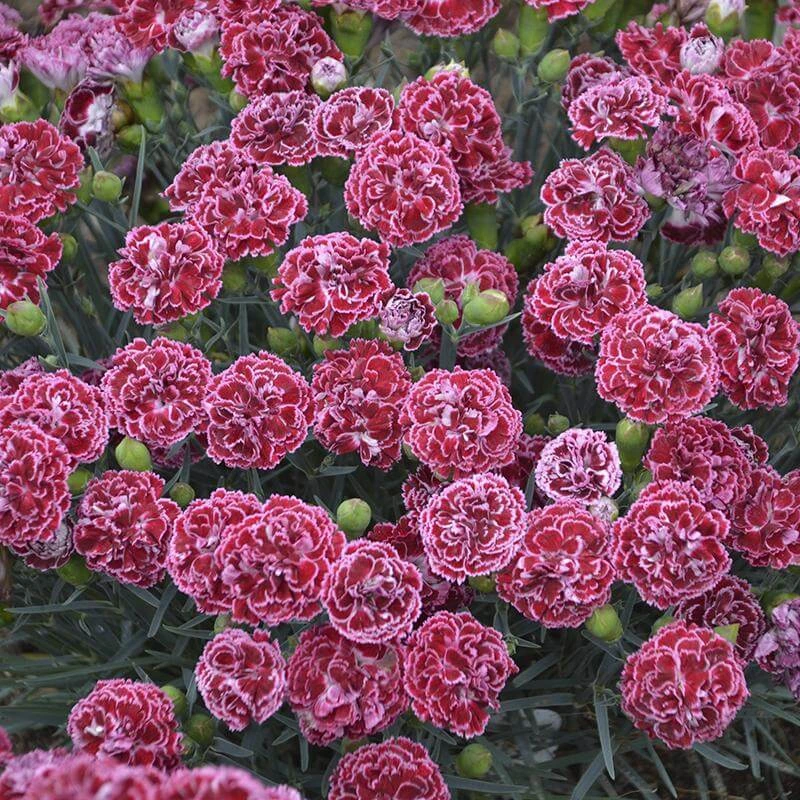 Fruit Punch® 'Cherry Vanilla' Dianthus 3 Fruit Punch® 'Cherry Vanilla' Dianthus - Image 3