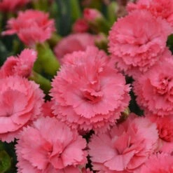 Fruit Punch® 'Classic Coral' Dianthus 7 Fruit Punch® 'Classic Coral' Dianthus -AURA Flower Shop Dianthus ClassicCoral PP30048CPBRAF0003lowres