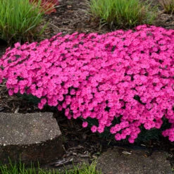 'Paint The Town Magenta' Dianthus 10 'Paint The Town Magenta' Dianthus -AURA Flower Shop Dianthus Paint the Town Magenta 3 P