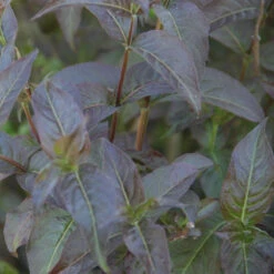 Kodiak® Black Diervilla 7 Kodiak® Black Diervilla -AURA Flower Shop Diervilla Kodiak Black 3