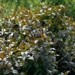 Kodiak® Black Diervilla 8 Kodiak® Black Diervilla -AURA Flower Shop Diervilla Kodiak Black 4