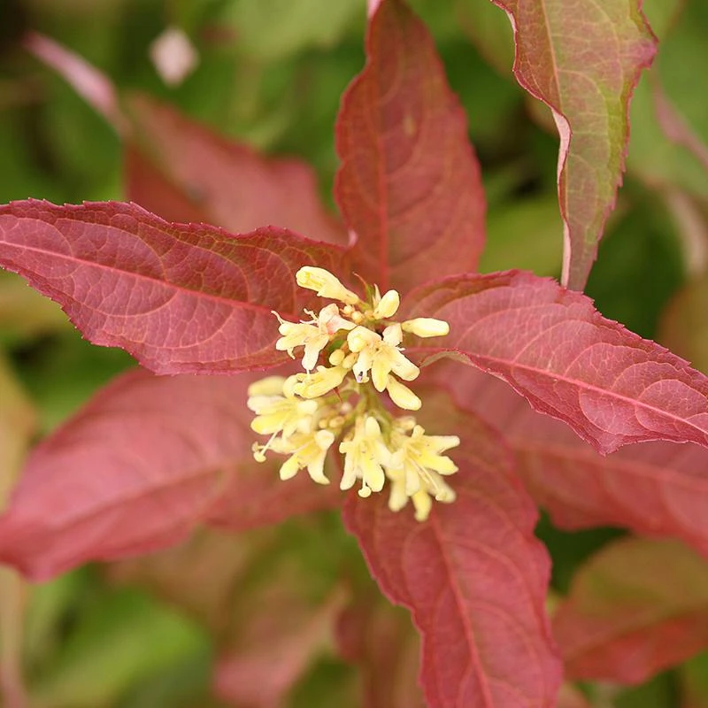 Kodiak® Orange Diervilla 1 Kodiak® Orange Diervilla