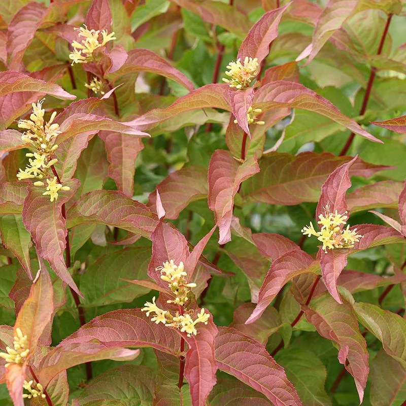 Kodiak® Orange Diervilla 2 Kodiak® Orange Diervilla - Image 2