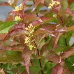 Kodiak® Orange Diervilla 6 Kodiak® Orange Diervilla -AURA Flower Shop Diervilla Kodiak Orange 4