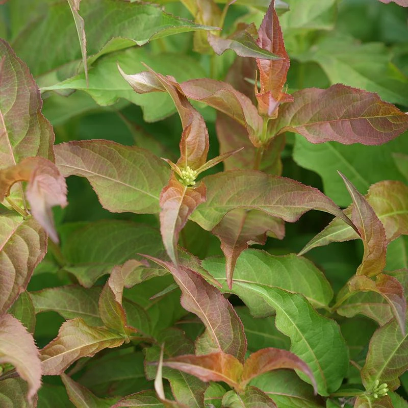 Kodiak® Red Diervilla 2 Kodiak® Red Diervilla - Image 2