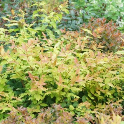 AURA Flower Shop -AURA Flower Shop DiervillaKodiakFreshDSC08405 800x800 475481f