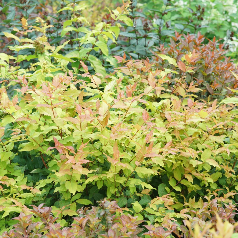 Kodiak Fresh™ Diervilla 2 Kodiak Fresh™ Diervilla - Image 2