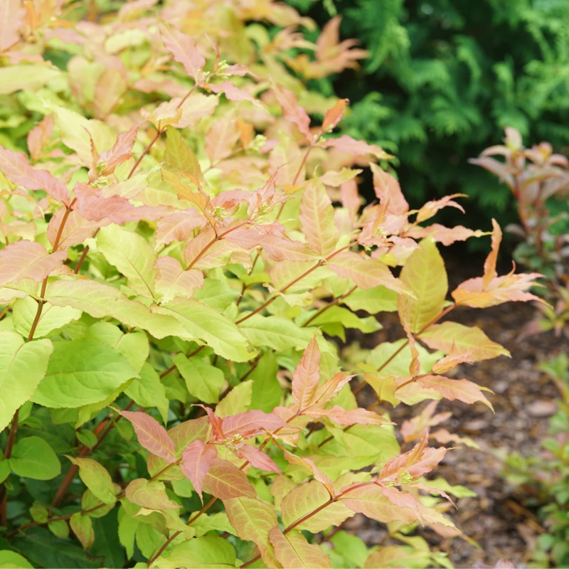 Kodiak Fresh™ Diervilla 1 Kodiak Fresh™ Diervilla