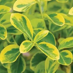 Gold Splash® Wintercreeper 6 Gold Splash® Wintercreeper -AURA Flower Shop Euonymus Gold Splash 3 sw