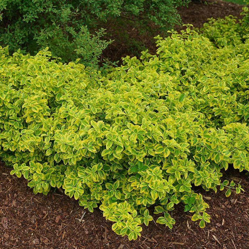 Gold Splash® Wintercreeper 4 Gold Splash® Wintercreeper - Image 4