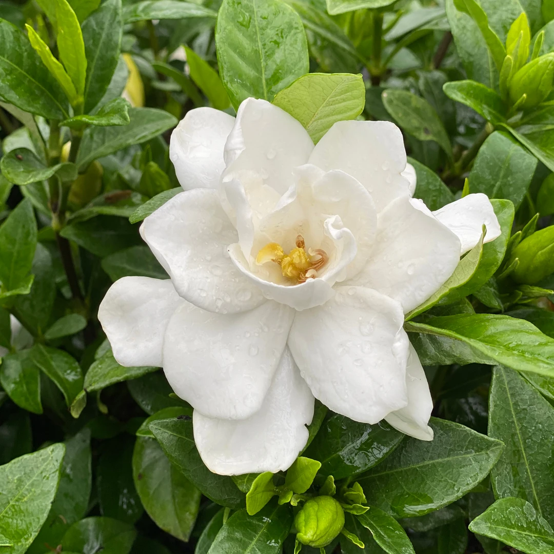 Pillow Talk® Gardenia 1 Pillow Talk® Gardenia