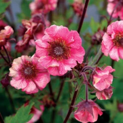 AURA Flower Shop 58 Tempo™ Rose Geum