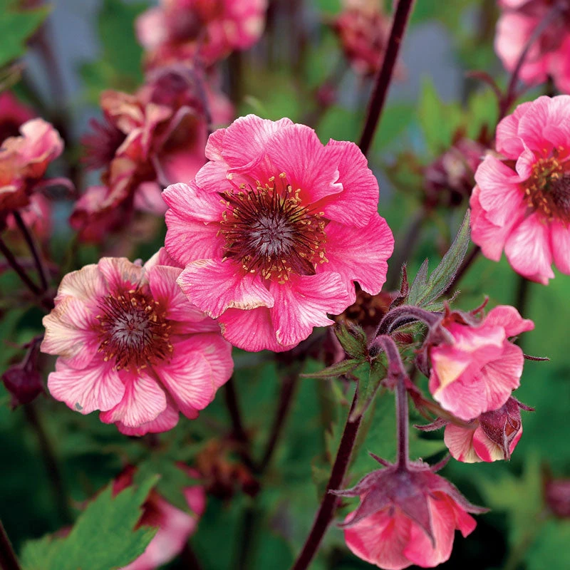 Tempo™ Rose Geum 1 Tempo™ Rose Geum