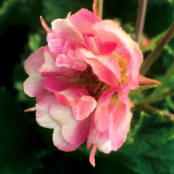 Tempo™ Rose Geum 5 Tempo™ Rose Geum -AURA Flower Shop Geum Tempo Rose 5
