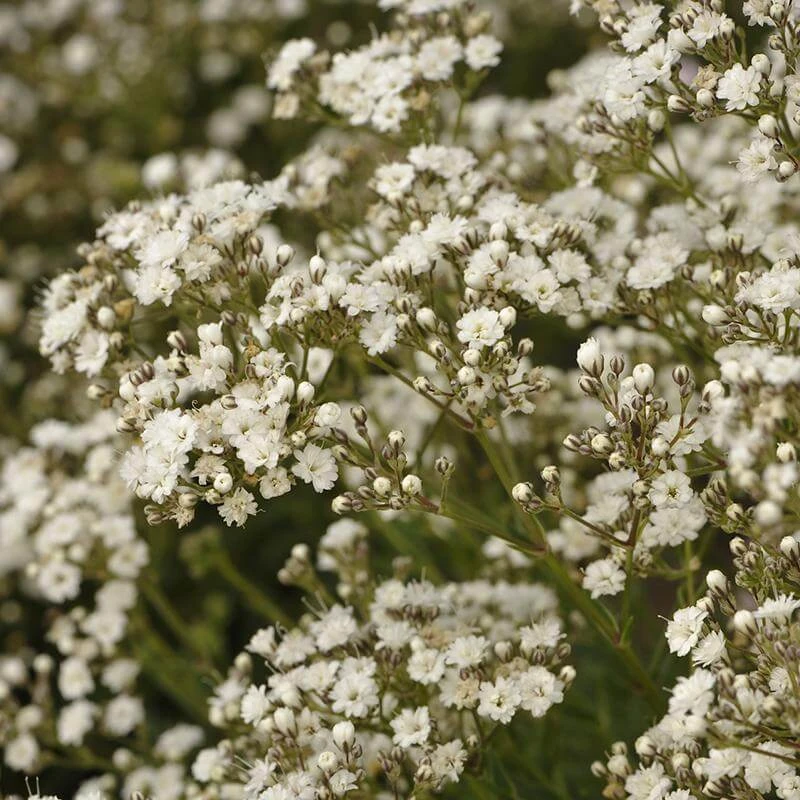 Festival Star® Baby's Breath 2 Festival Star® Baby's Breath - Image 2