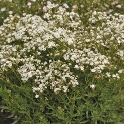 Festival Star® Baby's Breath 8 Festival Star® Baby's Breath -AURA Flower Shop Gypsophila Festival Star 4 P sw