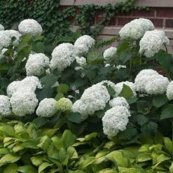 'Annabelle' Smooth Hydrangea 6 'Annabelle' Smooth Hydrangea -AURA Flower Shop HYDAN2Q 3 92ce70b0 bc0b 493b 8557 222132210705 sw