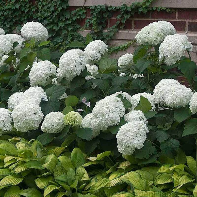 'Annabelle' Smooth Hydrangea 3 'Annabelle' Smooth Hydrangea - Image 3