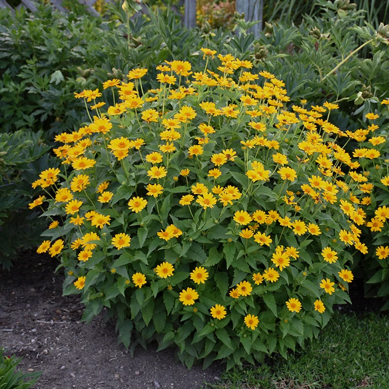 'Tuscan Sun' False Sunflower 4 'Tuscan Sun' False Sunflower - Image 4