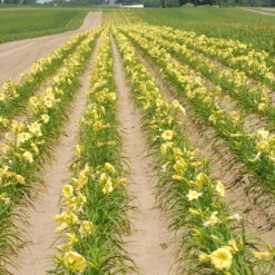 Rainbow Rhythm® 'Going Bananas' Daylily 7 Rainbow Rhythm® 'Going Bananas' Daylily -AURA Flower Shop Hemerocallis Going Bananas 1 P