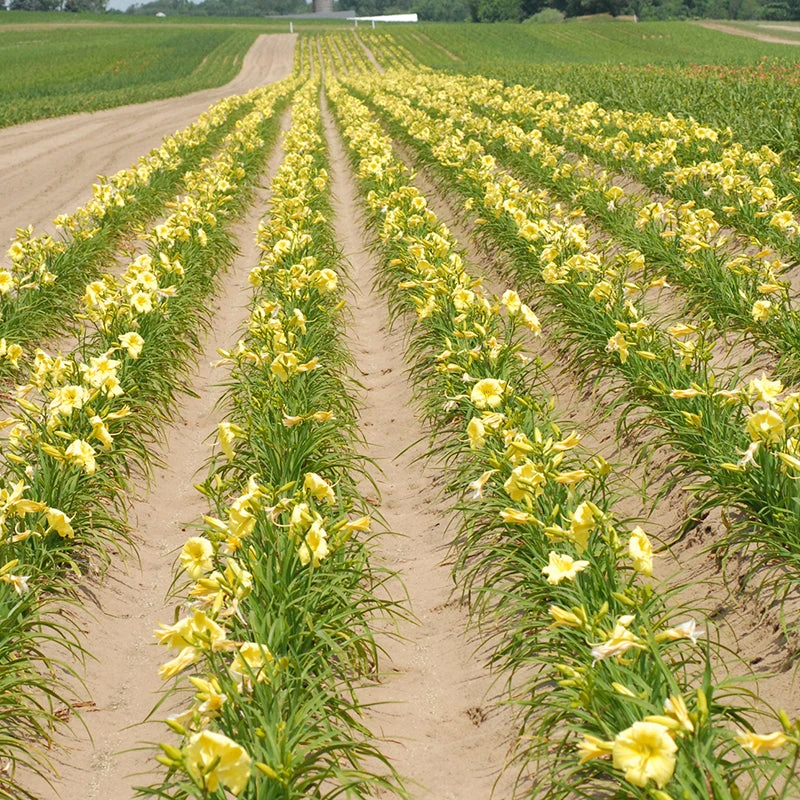 Rainbow Rhythm® 'Going Bananas' Daylily 3 Rainbow Rhythm® 'Going Bananas' Daylily - Image 3