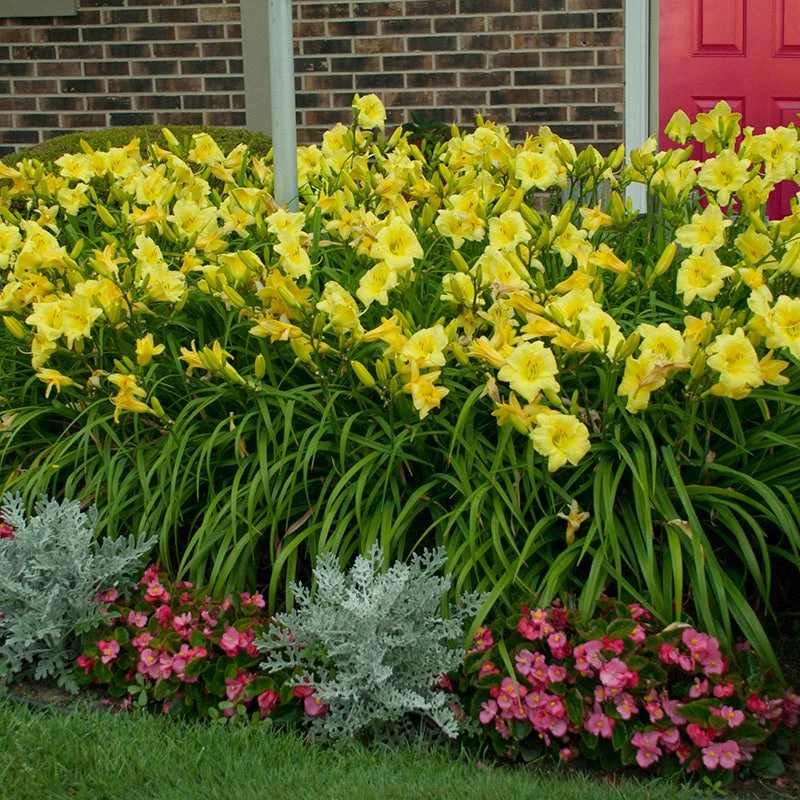 Rainbow Rhythm® 'Going Bananas' Daylily 4 Rainbow Rhythm® 'Going Bananas' Daylily - Image 4