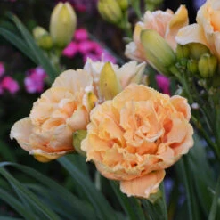 Rainbow Rhythm® 'Siloam Peony Display' Daylily -AURA Flower Shop Hemerocallis Siloam Peony Display 2 P