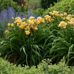 Rainbow Rhythm® 'Siloam Peony Display' Daylily -AURA Flower Shop Hemerocallis Siloam Peony Display 4 P