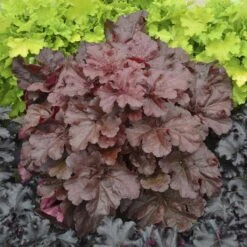 AURA Flower Shop 26 Primo® 'Mahogany Monster' Coral Bells