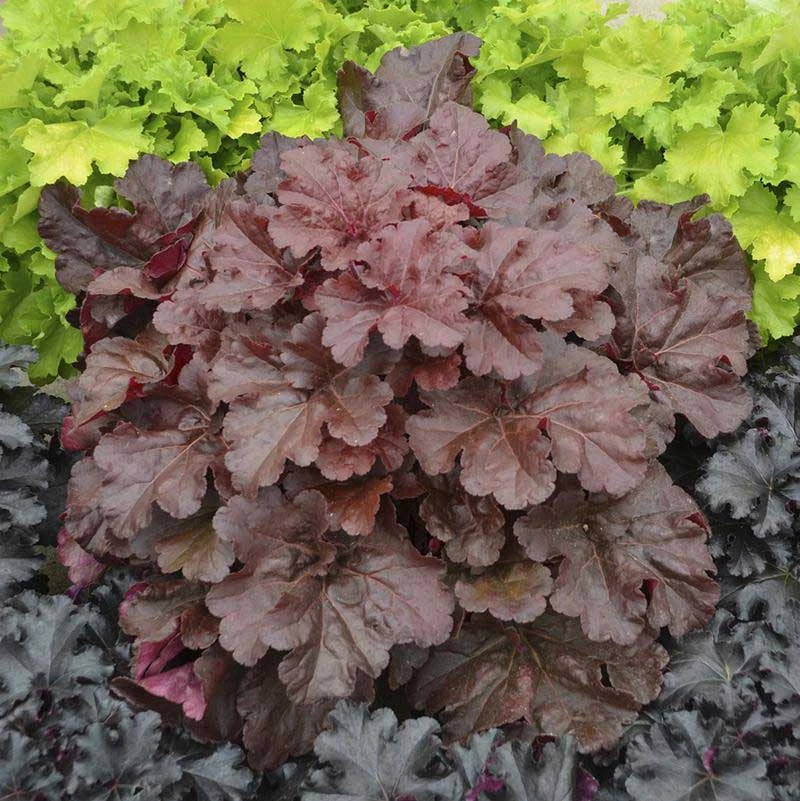 Primo® 'Mahogany Monster' Coral Bells 1 Primo® 'Mahogany Monster' Coral Bells