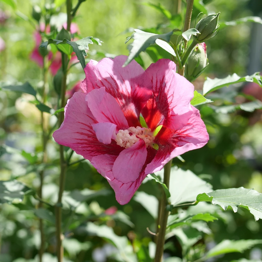 Red Pillar™ Rose Of Sharon 2 Red Pillar™ Rose Of Sharon - Image 2