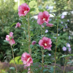 AURA Flower Shop 42 Red Pillar™ Rose Of Sharon