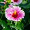 Hollywood Hibiscus™ America's Sweetheart™ Tropical Hibiscus