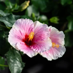 Hollywood Hibiscus™ America's Sweetheart™ Tropical Hibiscus 6 Hollywood Hibiscus™ America's Sweetheart™ Tropical Hibiscus -AURA Flower Shop Hibiscusrosa sinensisHollywoodAmericasSweetheart 4 800x800 1c63a6e