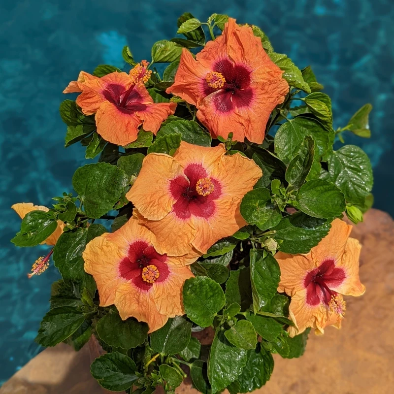 Hollywood Hibiscus™ Disco Diva™ Tropical Hibiscus 1 Hollywood Hibiscus™ Disco Diva™ Tropical Hibiscus