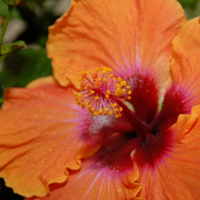 Hollywood Hibiscus™ Disco Diva™ Tropical Hibiscus 2 Hollywood Hibiscus™ Disco Diva™ Tropical Hibiscus - Image 2
