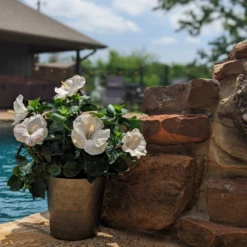 Hollywood Hibiscus™ Earth Angel™ Tropical Hibiscus 5 Hollywood Hibiscus™ Earth Angel™ Tropical Hibiscus -AURA Flower Shop Hibiscusrosa sinensisHollywoodEarthAngelPool6 800x800 4576e28