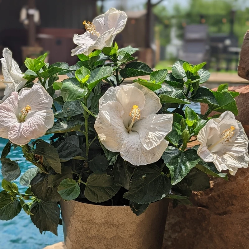 Hollywood Hibiscus™ Earth Angel™ Tropical Hibiscus 1 Hollywood Hibiscus™ Earth Angel™ Tropical Hibiscus